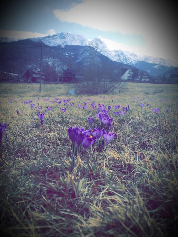 Dom Wypoczynkowy Jadzia Zakopane Exteriör bild